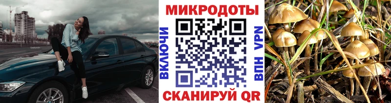 Галлюциногенные грибы Psilocybe Спас-Деменск